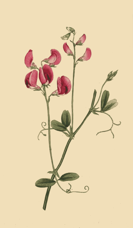 111 Lathyrus Tuberosus Tuberous Lathyrus or Pease  