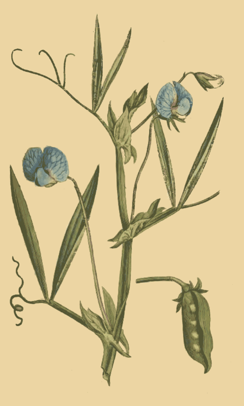 115 Lathyrus Sativus Blue Flowered Lathyrus or Chi 