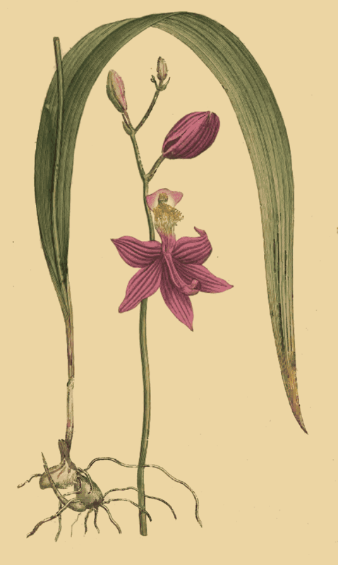 116 Limodorum Tuberosum Tuberous Rooted Limodorum 