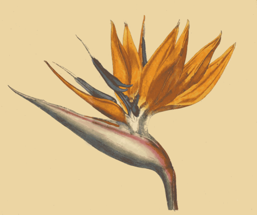 119 Strelitzia Reginae Canna leaved Strelitzia 