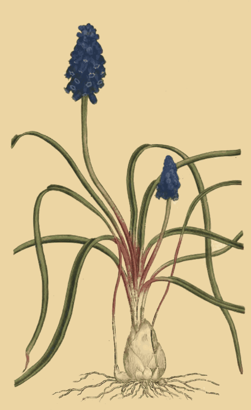 122 Hyacinthus Racemosus Starch Hyacinth 