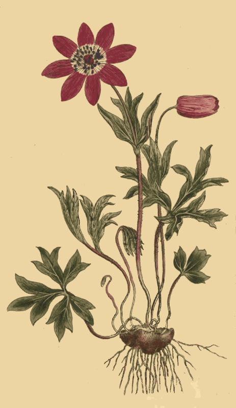 123 Anemone Hortensis Star Anemone or Broad Leaved 