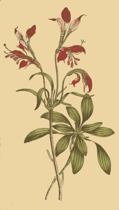 125 Alstroemeria Ligtu Striped Flowered Alstroemer 