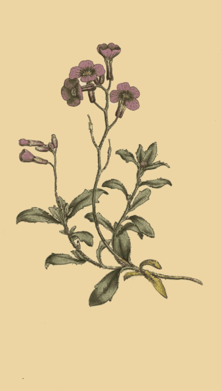 126 Alyssum Deltoideum Purple Alyssum 