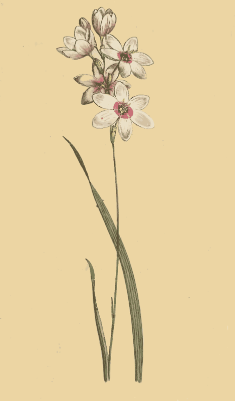 127 Ixia Flexuosa Bending Stalked Ixia 