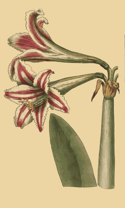 129 Amaryllis Vittata Superb Amaryllis 