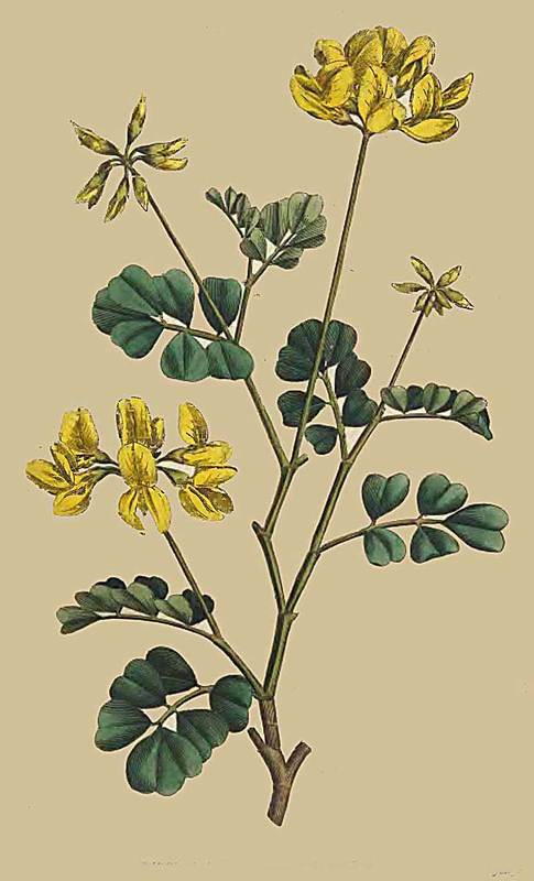 13 Coronilla glauca Sea green or Day smelling Coro 