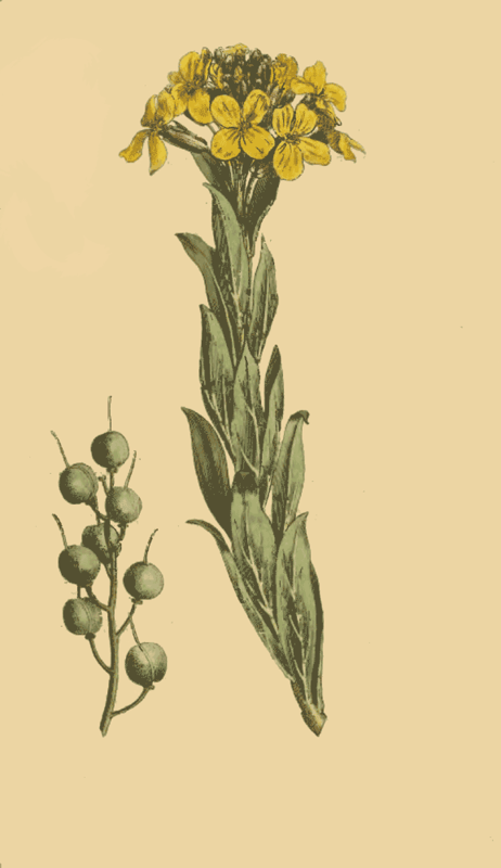 130 Alyssum Utriculatum Bladder Podded Alyssum 