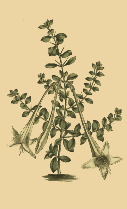 131 Catesbaea Spinosa Thorny Catesbaea or Lily Tho 