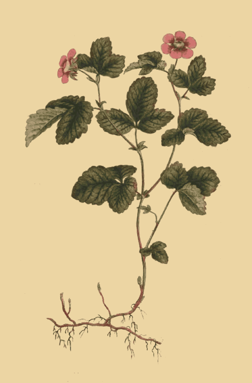 132 Rubus Arcticus Dwarf Bramble 