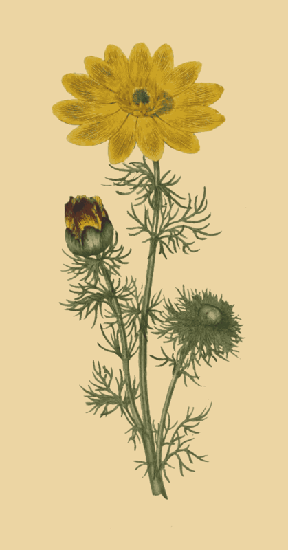 134 Adonis Vernalis 