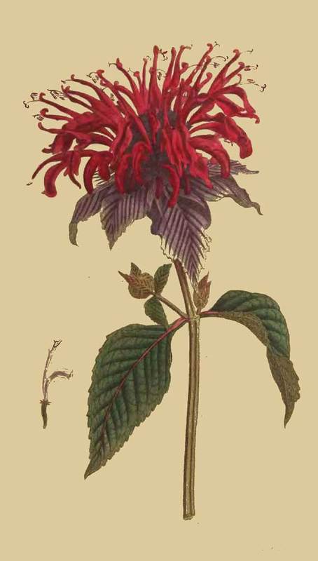 145 Monarda Fistulosa var Crimson Monarda 