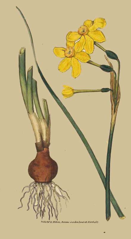 15 Narcissus Jonquilla Common Jonquil 