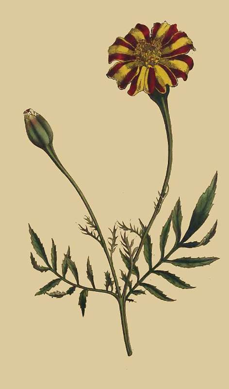 150 Tagetes Patula Spreading Tagetes or French Mar 