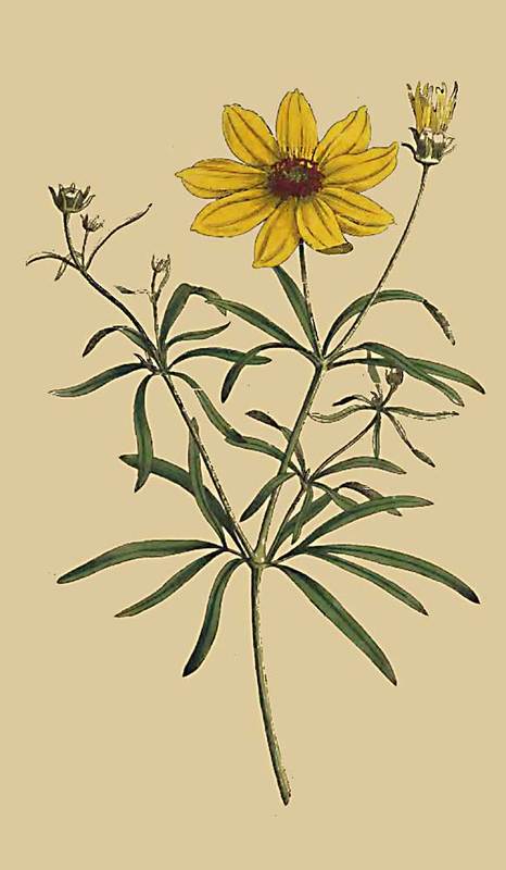 156 Coreopsis Verticillata Whorled Coreopsis 
