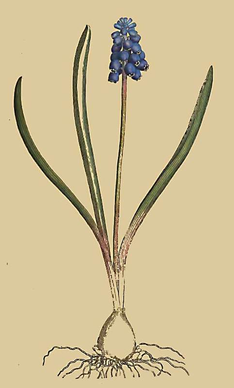 157 Hyacinthus Botryoides Grape Hyacinth 