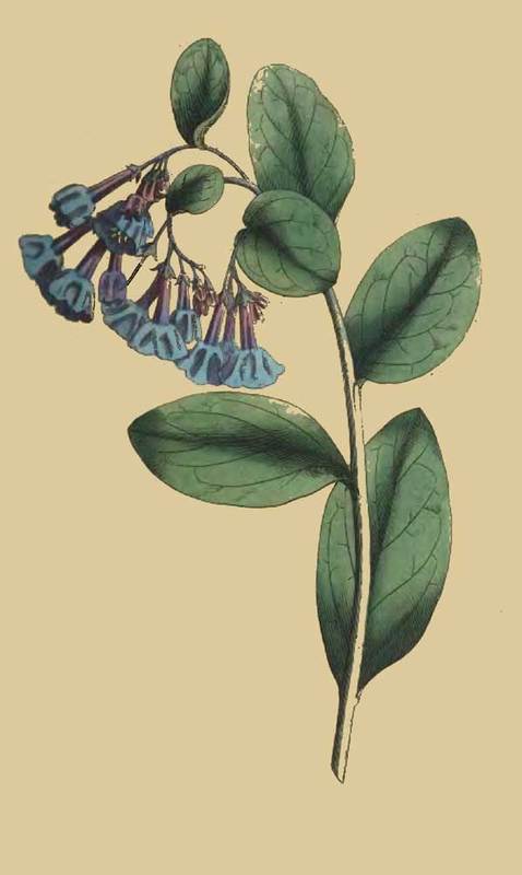 160 Pulmonaria Virginica Virginia Lungwort 