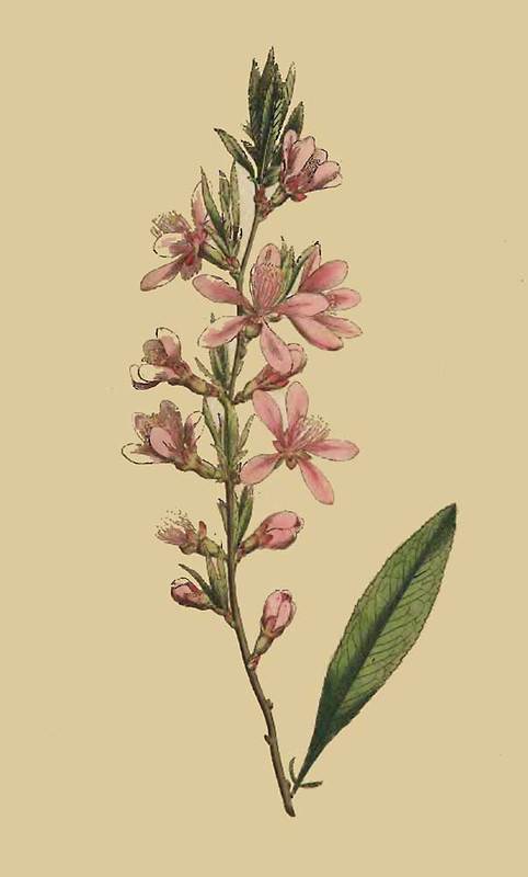 161 Amygdalus Nana Dwarf Almond 