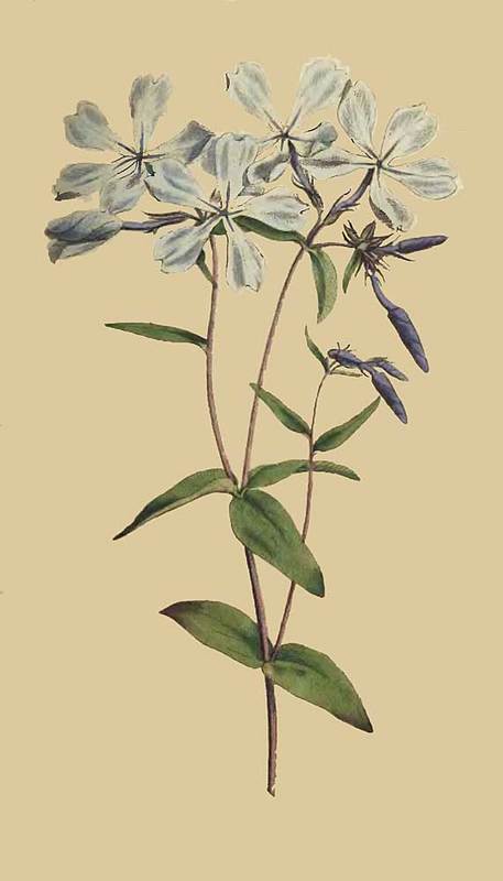 163 Phlox Divaricata Early Flowering Lychnidea