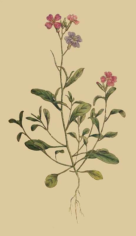 166 Cheiranthus Maritimus Mediterranean Stock 
