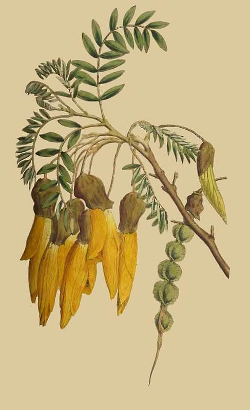 167 Sophora Tetraptera Winged Podded Sophora 