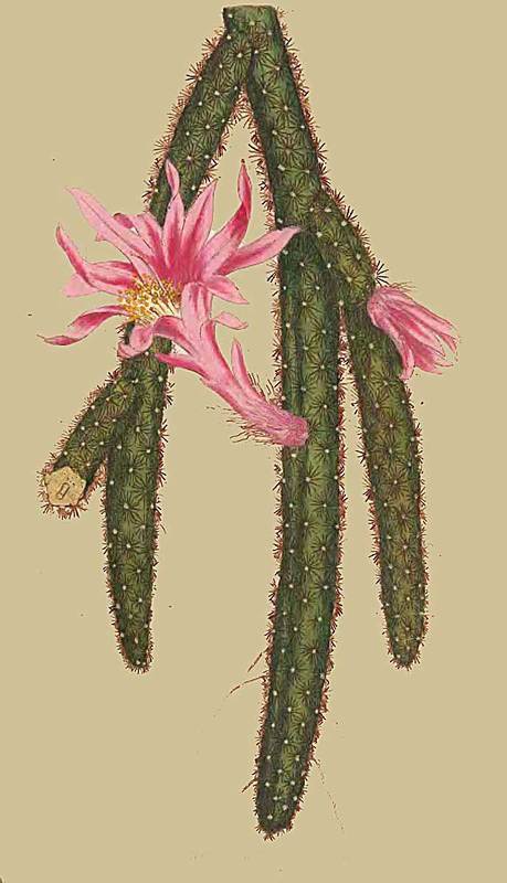 17 Cactus flagelliformis Creeping Cereus 