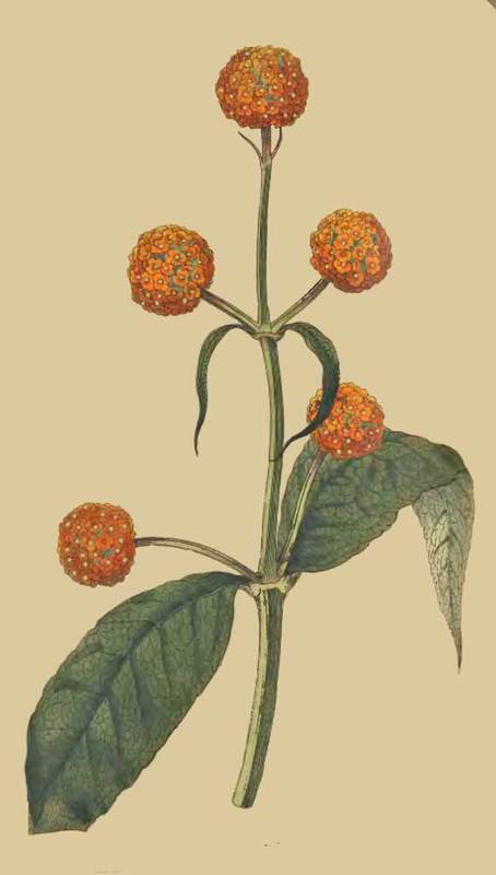 174 Buddlea Globosa Round Headed Buddlea 