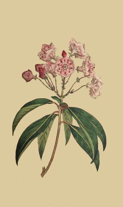 175 Kalmia Latifolia Broad Leaved Kalmia 