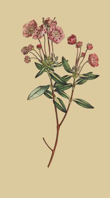 177 Kalmia Glauca Glaucous Kalmia 