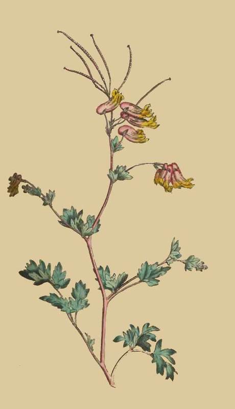 179 Fumaria Glauca Glaucous Fumitory 