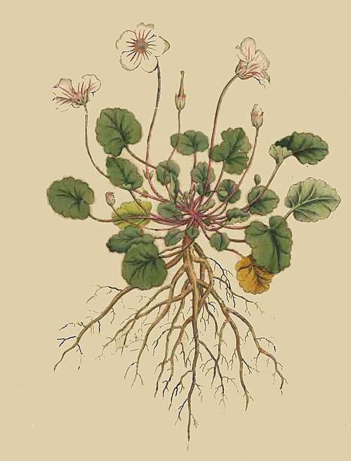 18 Geranium Reichardi Dwarf Geranium