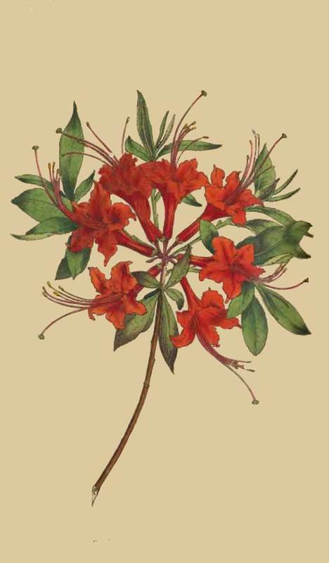 180 Azalea Nudiflora var Coccinea Scarlet Azalea 