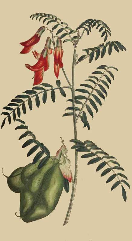 181 Colutea Frutescens Scarlet Bladder Senna 