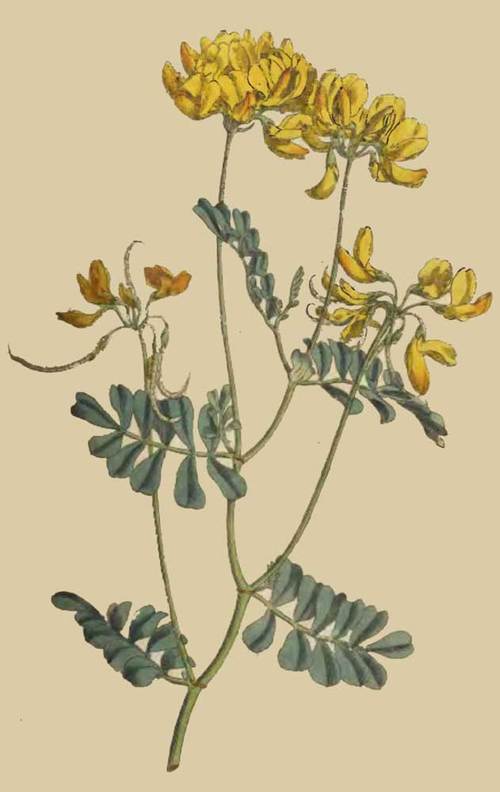 185 Coronilla Valentina Rue leaved Coronilla 