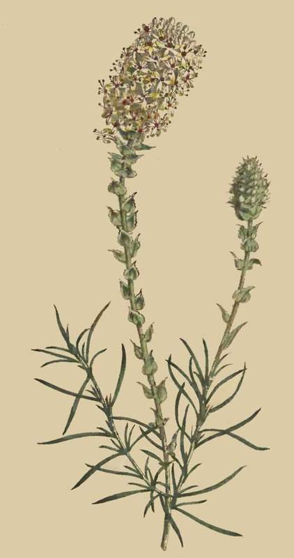 186 Selago Ovata Oval headed Selago 