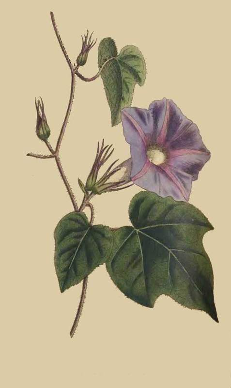 188 Convolvulus Nil Azure Convolvulus 