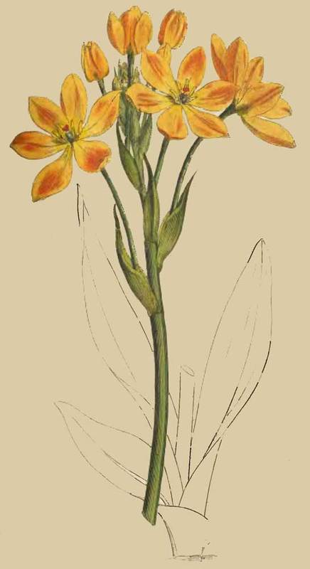 190 Ornithogalum Aureum Golden Ornithogalum 