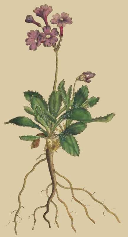 191 Primula Marginata Silver Edged Primula 