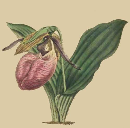 192 Cypripedium Acaule Two Leaved Lady s Slipper