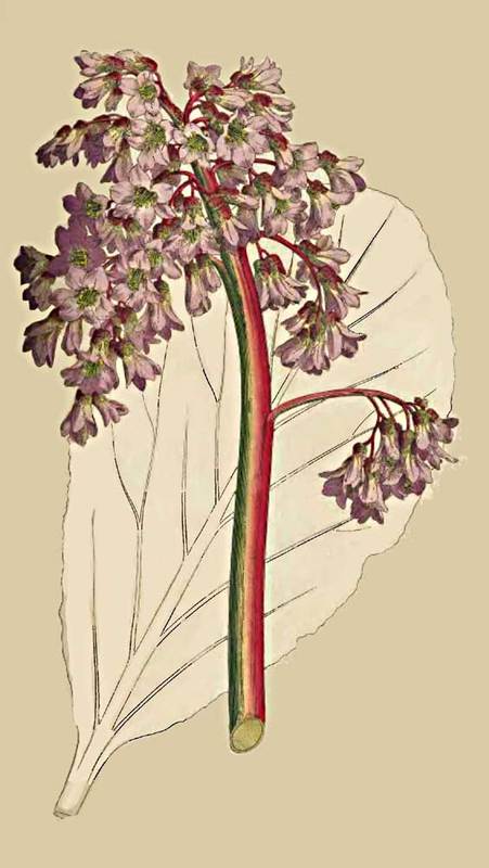 196 Saxifraga Crassifolia Oval Leaved Saxifrage