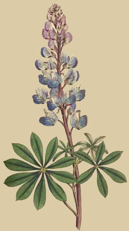 202 Lupinus Perennis Perennial Lupine 
