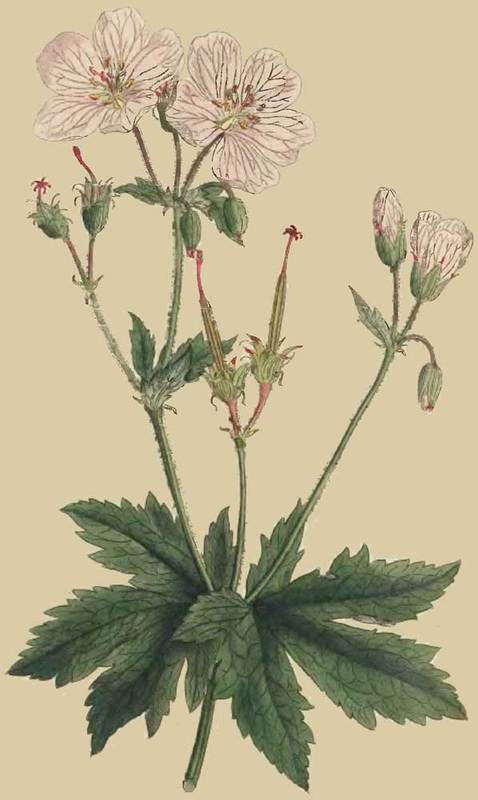 203 Geranium Angulatum Angular Stalked Crane s Bil 