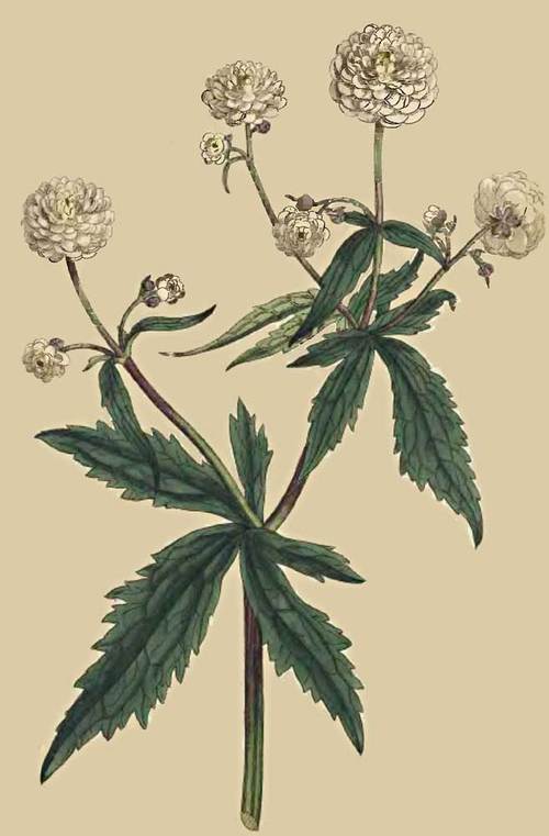 204 Ranunculus Aconitifolius Mountain Crowfoot or  