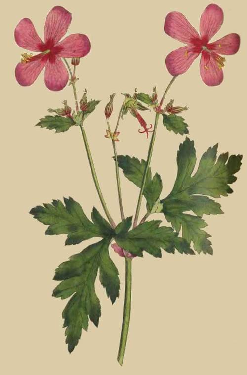 206 Geranium Anemonefolium Anemone Leaved Geranium 