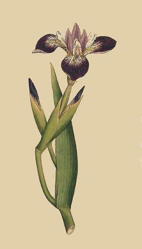 21 Iris Versicolor Particoloured Iris