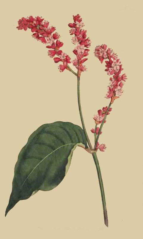 213 Polygonum Orientale Tall Persicaria 