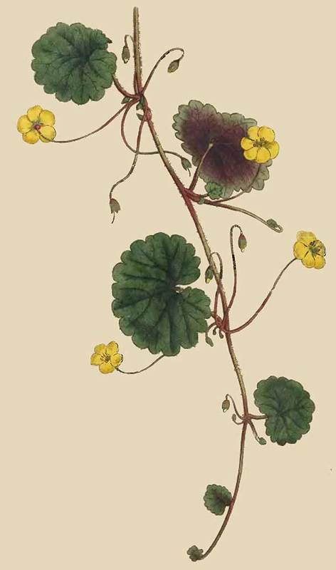 218 Disandra Prostrata Trailing Disandra 