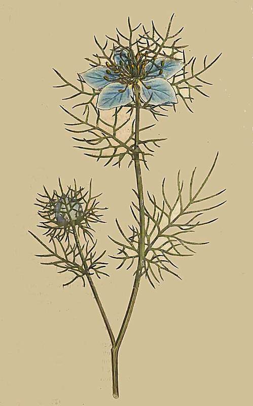 22 Nigella damascena Garden Fennel flower Love in  