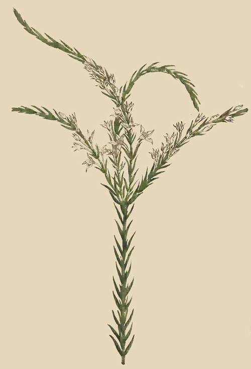 222 Struthiola Erecta Smooth Struthiola 