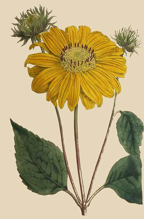 227 Helianthus Multiflorus Many Flowered Or Perenn 